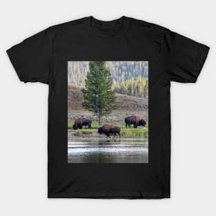 Three Buffalo grazing in Yellowstone T-Shirt